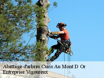 Abattage d'arbres curis-au-mont-d-or-69250 LC Elagage