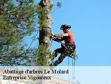 Abattage d'arbres le-molard-69430 LC Elagage
