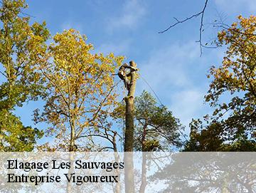 Elagage les-sauvages-69170 Entreprise Vigoureux