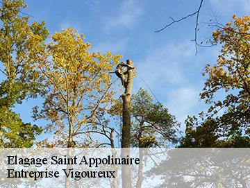 Elagage saint-appolinaire-69170 Artisan Laforet
