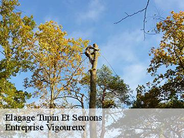 Elagage tupin-et-semons-69420 Artisan Laforet