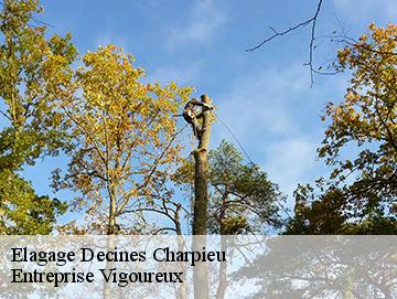 Elagage decines-charpieu-69150 Artisan Laforet