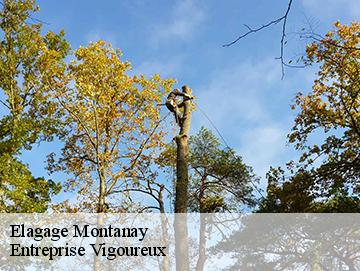 Elagage montanay-69250 Elagage Lobry