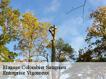 Elagage colombier-saugnieu-69124 Entreprise Vigoureux