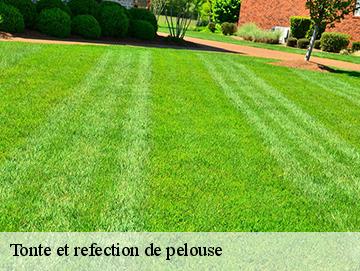 Tonte et refection de pelouse