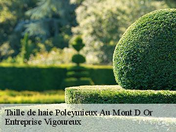 Taille de haie poleymieux-au-mont-d-or-69250 Entreprise Vigoureux