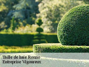 Taille de haie ronno-69550 Entreprise Vigoureux