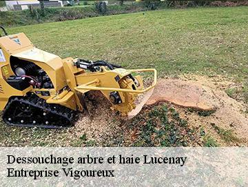 Dessouchage arbre et haie lucenay-69480 LC Elagage