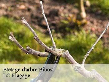 Etetage d'arbre  bibost-69690 LC Elagage