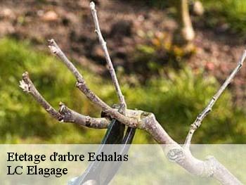 Etetage d'arbre  echalas-69700 LC Elagage