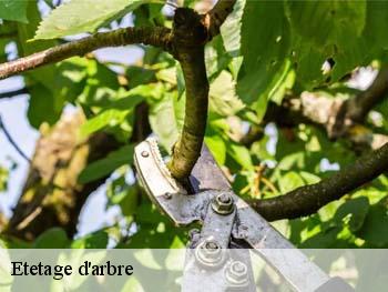 Etetage d'arbre