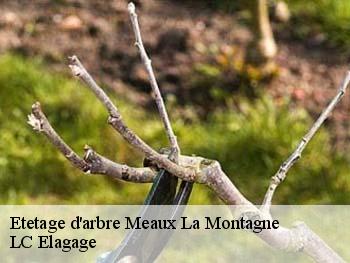 Etetage d'arbre  meaux-la-montagne-69550 LC Elagage