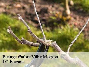 Etetage d'arbre  villie-morgon-69910 LC Elagage