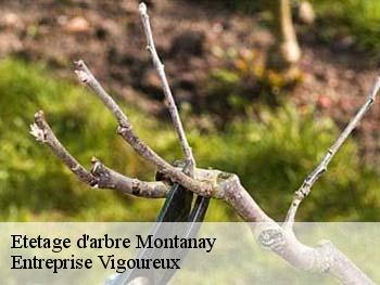 Etetage d'arbre montanay-69250 LC Elagage