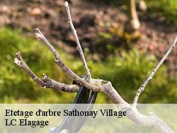 Etetage d'arbre  sathonay-village-69580 LC Elagage