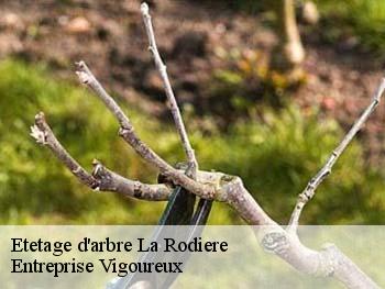 Etetage d'arbre la-rodiere-69700 LC Elagage